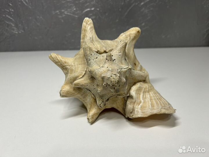 Ракушка большая морская 20 см