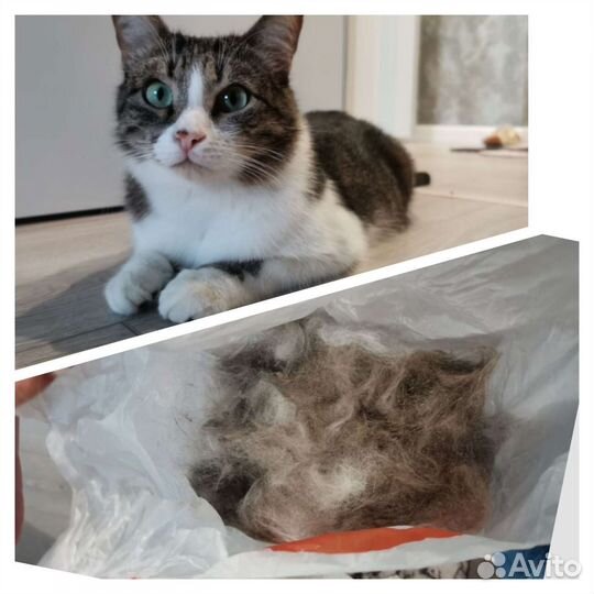 Груминг кошек. Экспресс линька кошек. Вычес