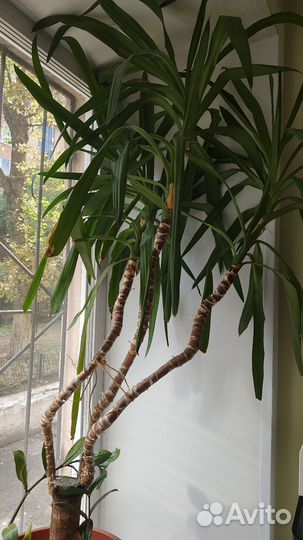 Пальма юкка