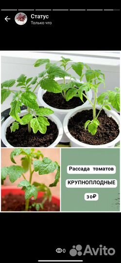 Рассада томатов
