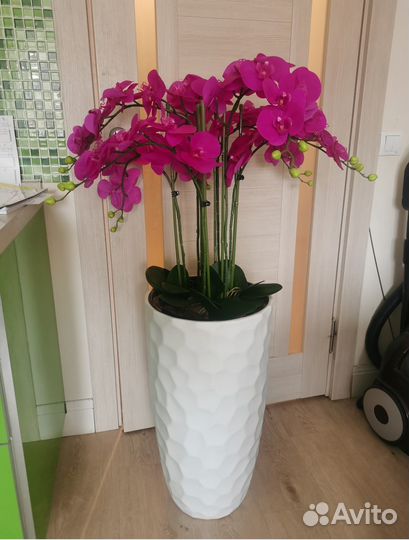 Орхидея декоративная