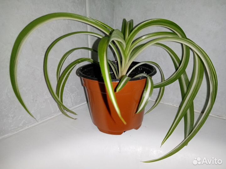 Хлорофитум кудрявый Бонни (Chlorophytum Bonnie)