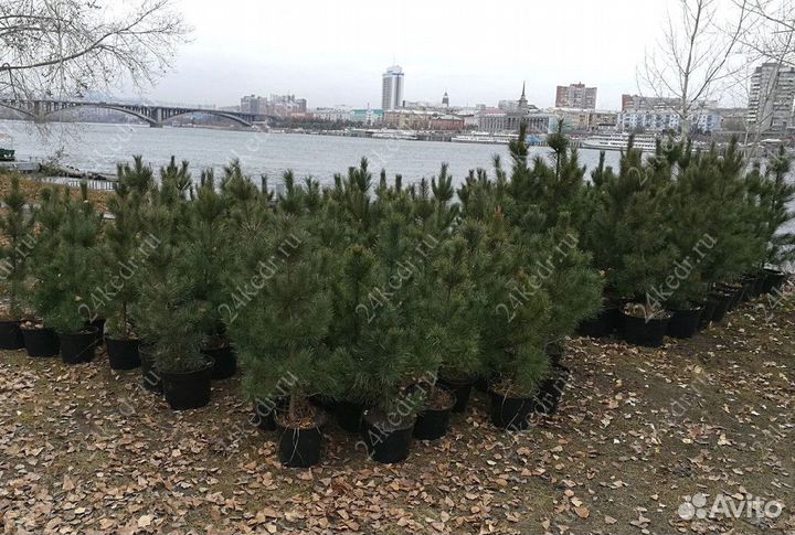 Саженцы сибирского кедра экстра класс