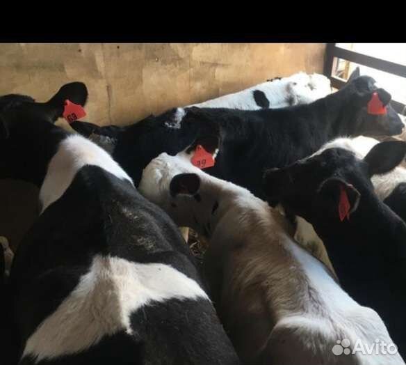 Телята бычки