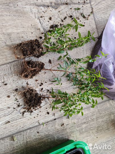 Комнатные цветы мирт