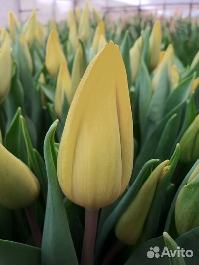 Принимаю заказы на тюльпаны к 7-8 марта