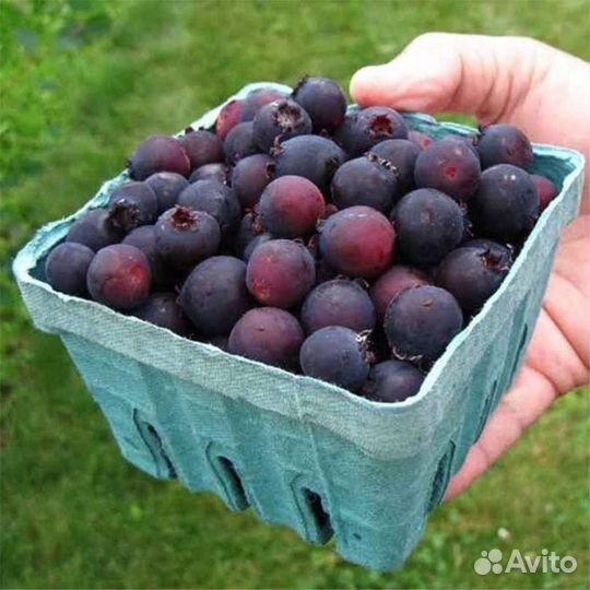 Ирга, Смородина белая,красная,черная саженцы