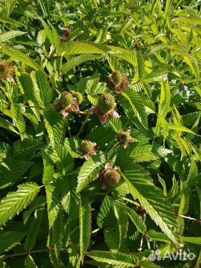 Норвежская малина