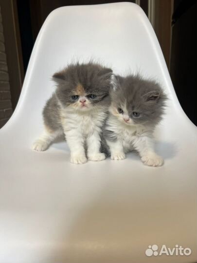 Котенок персидской породы