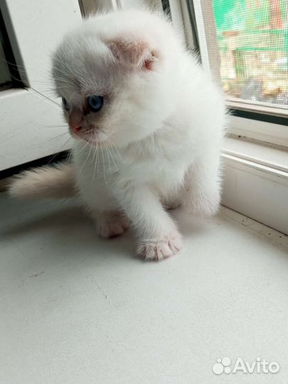 Шотландские котята