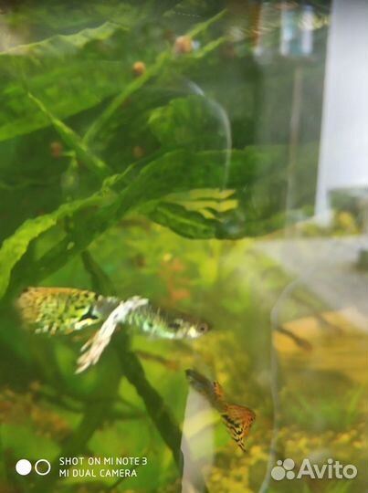 Аквариумные рыбки гуппи