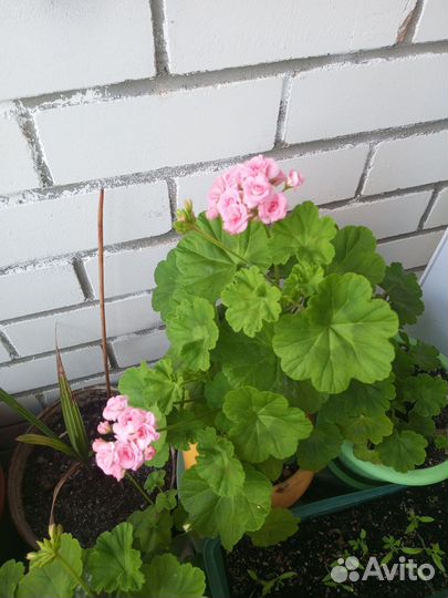 Пеларгония герань сортовая