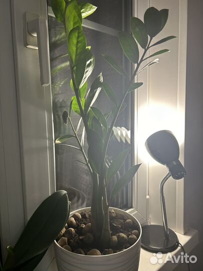 Комнатные растения цветы