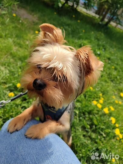 Йоркширский терьер