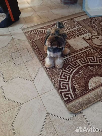 Йоркширский терьер мини