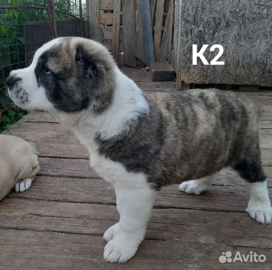 Среднеазиатская овчарка, сао, Алабай