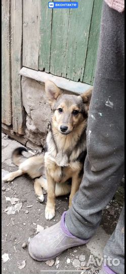 Собаке нужен хозяин