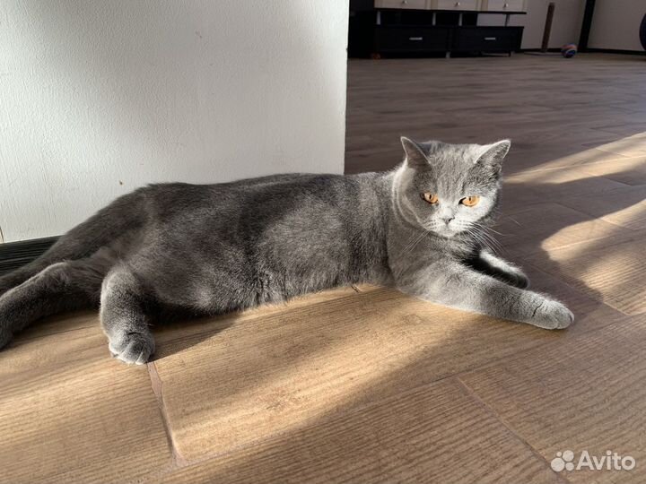 Кошка на вязку