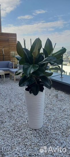 Фикус Робуста 140 см