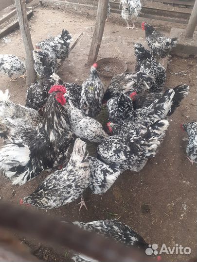 Цыплята австралорп