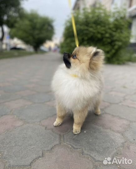 Немецкий шпиц