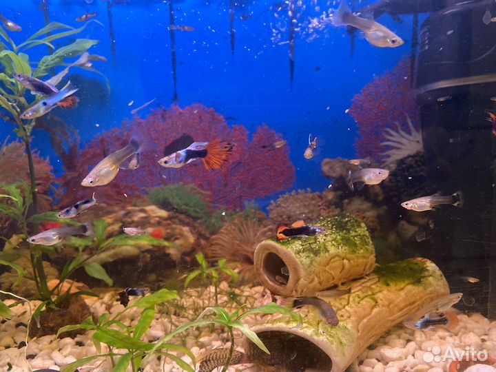 Аквариумные рыбки гуппи