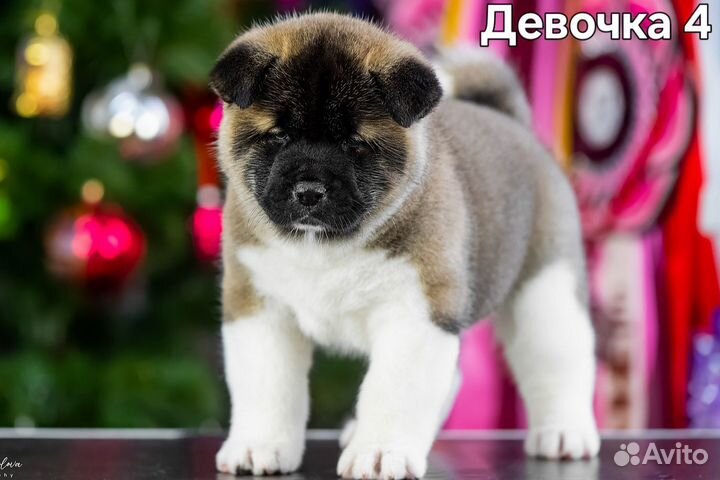 Щенки американской акиты