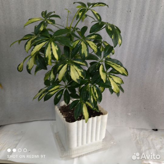 Цветы