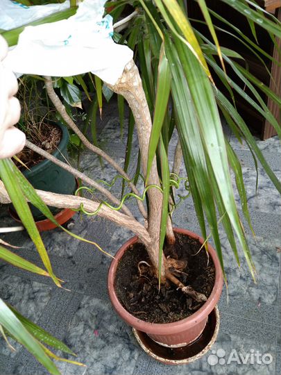 Распродаю растения 2часть