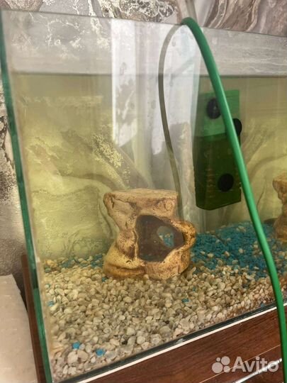 Аквариум с двумя рыбками (сомики)