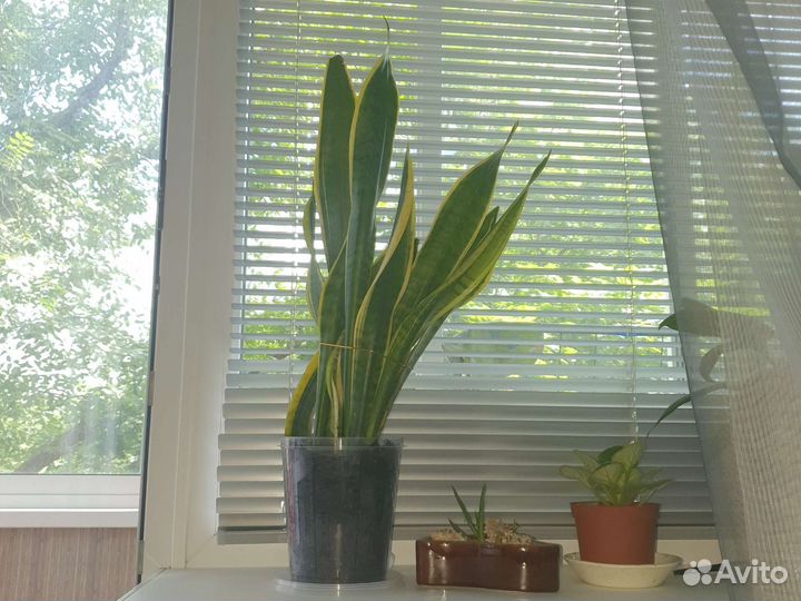 Сансевиерия