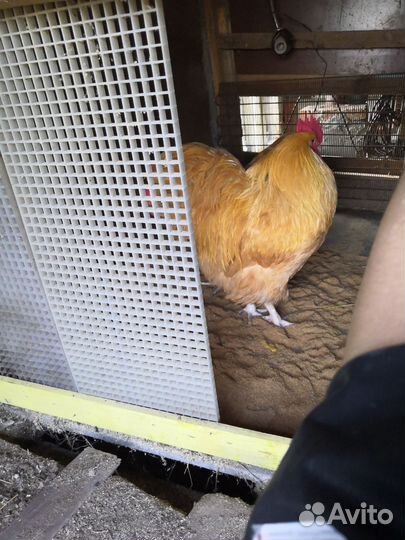 Петух Орпингтон