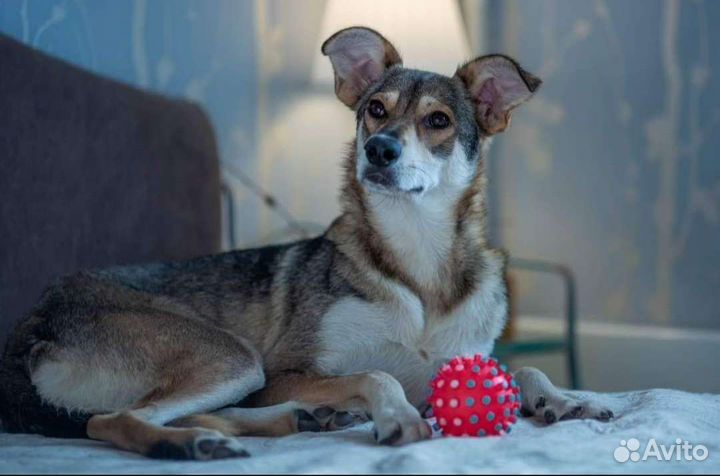 Собака в добрые руки