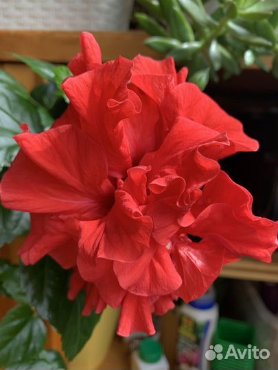 Гибискус китайская роза