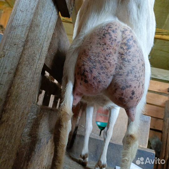 Коза молочная, козлята на племя