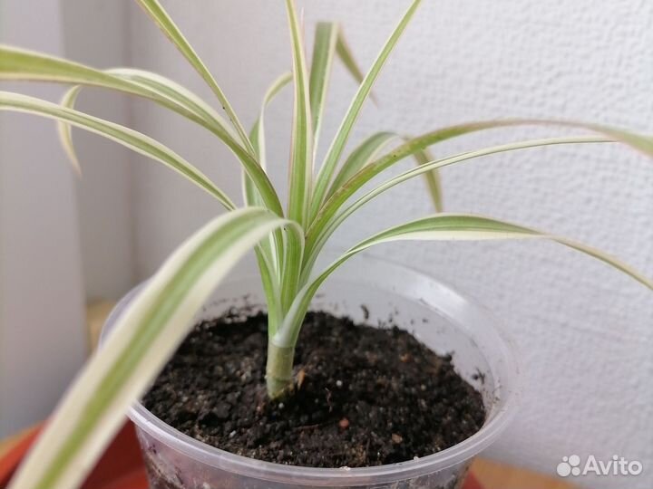 Драцена биколор, церопегия вуда, эчеверия топси