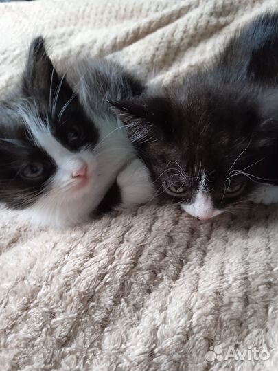 Котята бесплатно