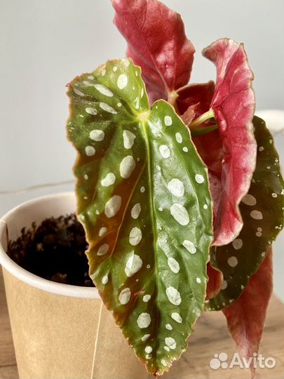 Бегония макулата