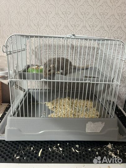 Песчанка с клеткой