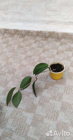 Хойя или восковой плющ