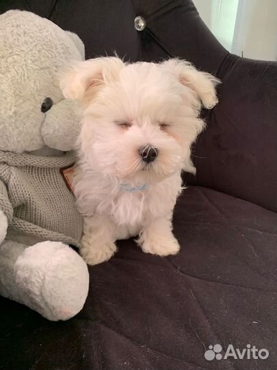 Щенок мальтезе