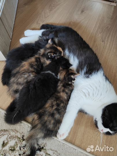 Отдам котят в добрые руки