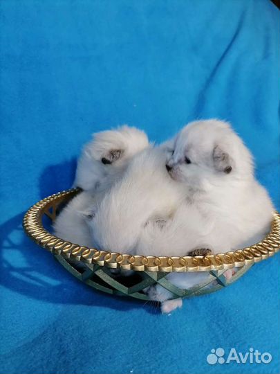 Крошечки