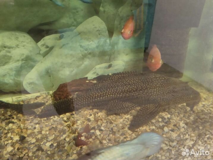 Сом птеригоплихт