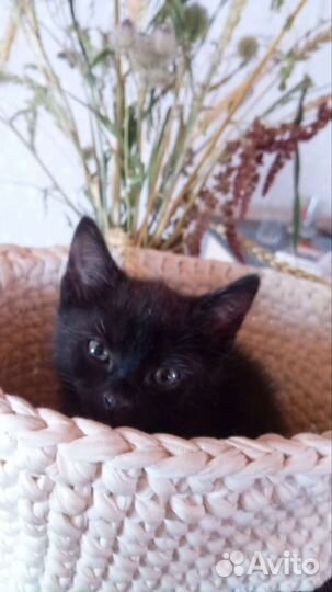 Кошка в дар