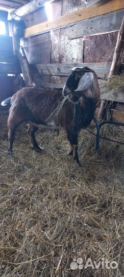 Англо нубийский козел вязка