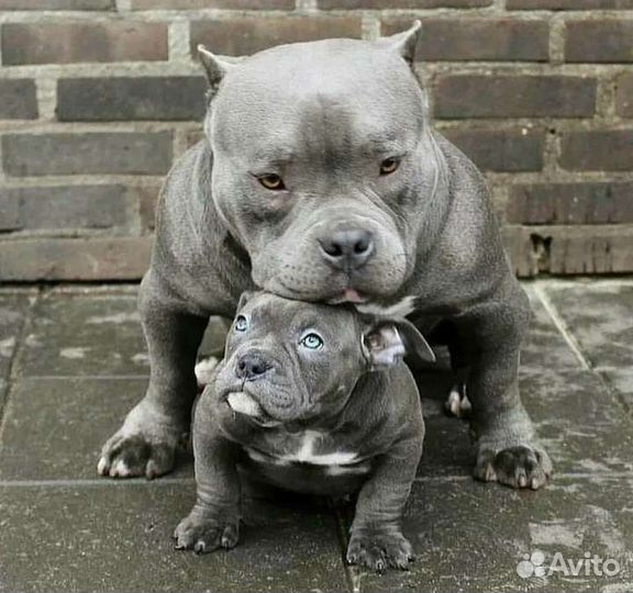 Американский булли покет