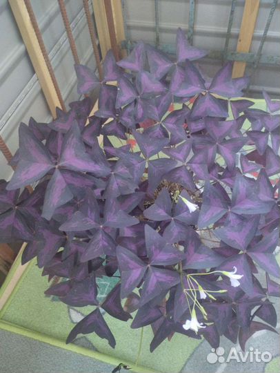 Кислица оксалис