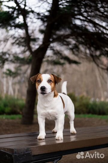 Вязка джек Рассел терьер