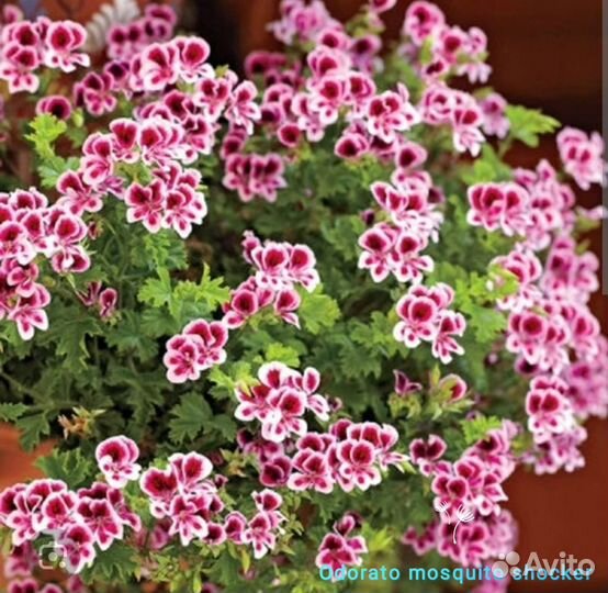 Сортовые зональные пеларгонии